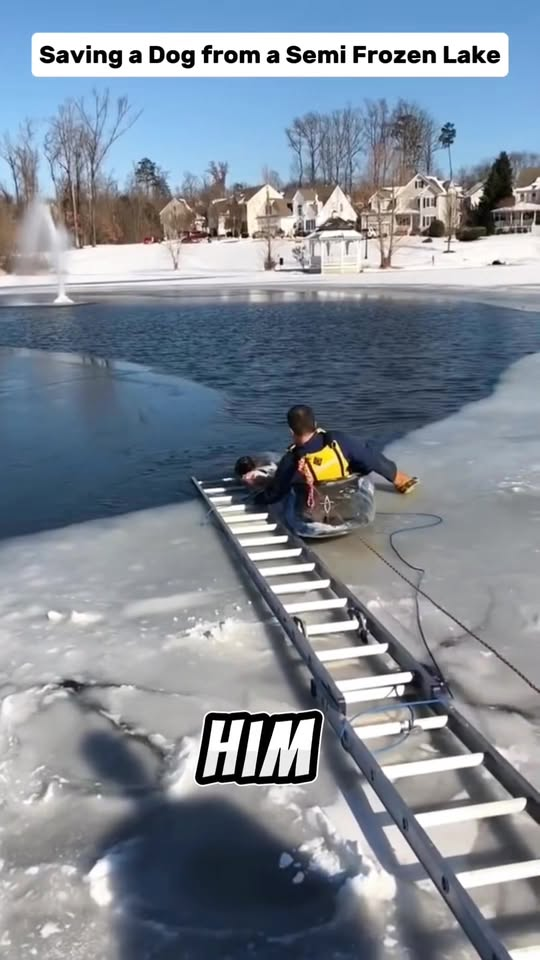 M1009004 Saving Dog from Semi Frozen Lake animals animallover animalres