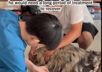 C1807003 Rescue a puppy whose legs were broken by its owner part2