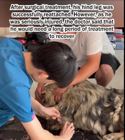 C1807003 Rescue a puppy whose legs were broken by its owner part2