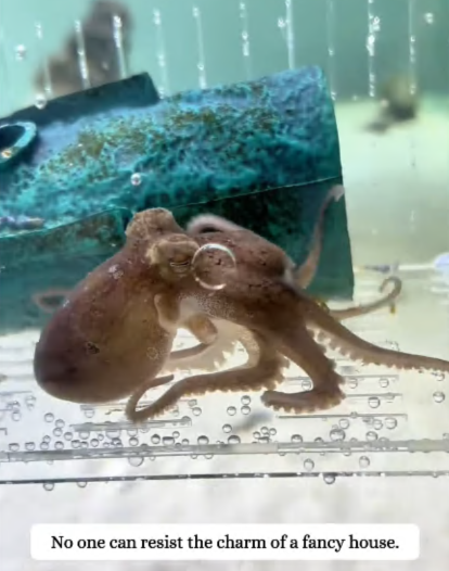 C3007011 It was too weak to cry, but its eyes screamed for help part2