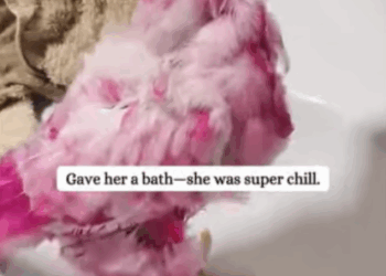 C3007012 Someone poured acid on this innocent animal part2