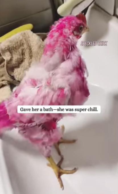 C3007012 Someone poured acid on this innocent animal part2