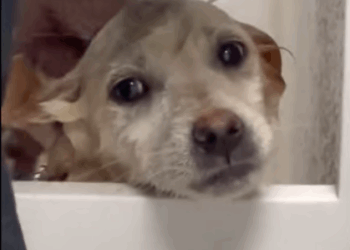 C3007014 This rescue ended in tears—for everyone involved part2