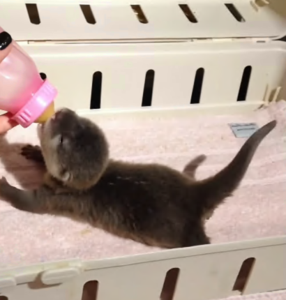 C2907001 This animal was left to die… What we found will break you part2