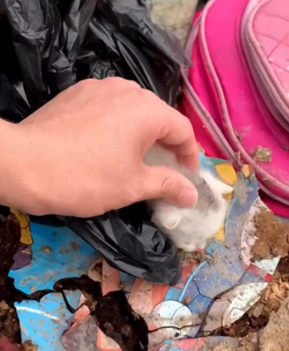 C2907002 Seconds from death, this creature did something unbelievable part2