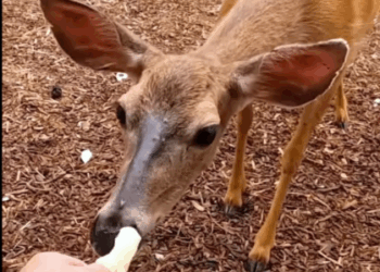 C2907003 We thought it was already gone… until it blinked part2