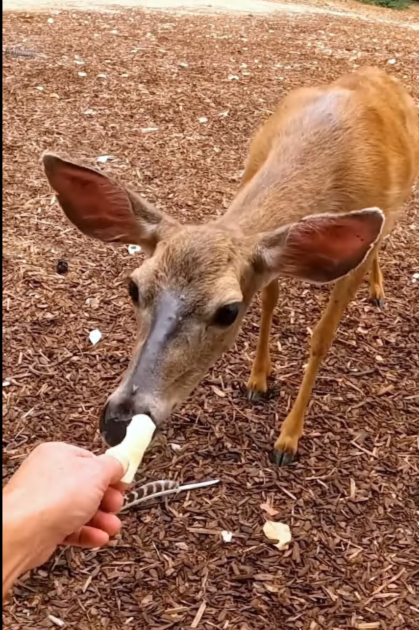 C2907003 We thought it was already gone… until it blinked part2