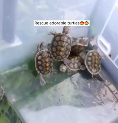 C2907004 Buried in trash, this animal begged us with its eyes part2