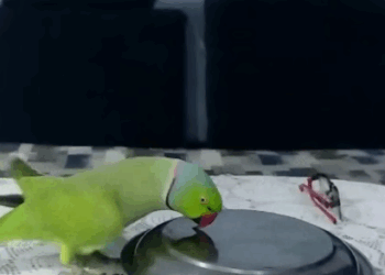 C2907006 Forgotten, bleeding, and cold — this animal clung to life part2