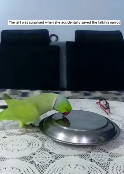 C2907006 Forgotten, bleeding, and cold — this animal clung to life part2