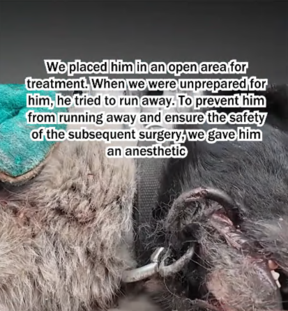 C1807004 Rescue a puppy with an iron ring embedded in its mouth part2