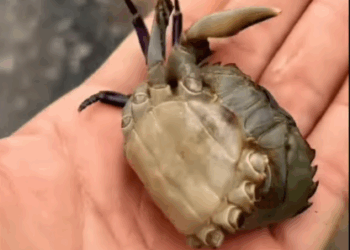 C2907007 Rescuers arrived too late… or so they thought part2