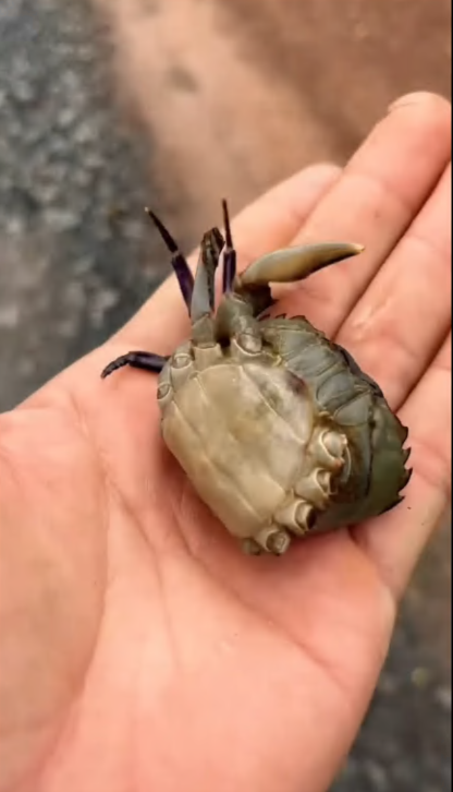 C2907007 Rescuers arrived too late… or so they thought part2