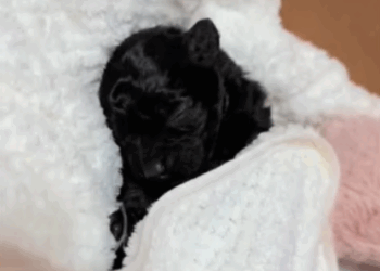 C0108002 No one stopped to help until it was almost too late part 2