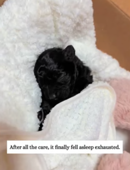 C0108002 No one stopped to help until it was almost too late part 2