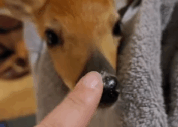 C0108003 Abandoned, bleeding, and alone – seconds from death! part2