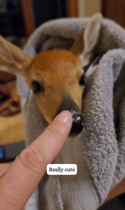 C0108003 Abandoned, bleeding, and alone – seconds from death! part2