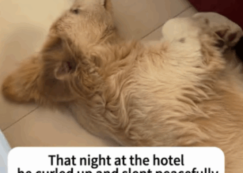 C0108004 They thought it was already dead… but then it moved part2