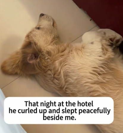 C0108004 They thought it was already dead… but then it moved part2