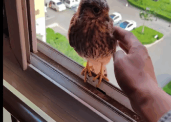 C0108005 Found in a trash bag — barely breathing and forgotten part2