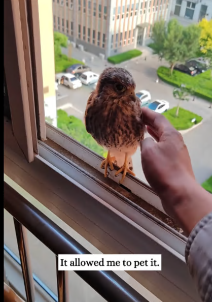 C0108005 Found in a trash bag — barely breathing and forgotten part2