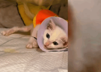 C0108010 Every bone was showing… but no one seemed to care part2