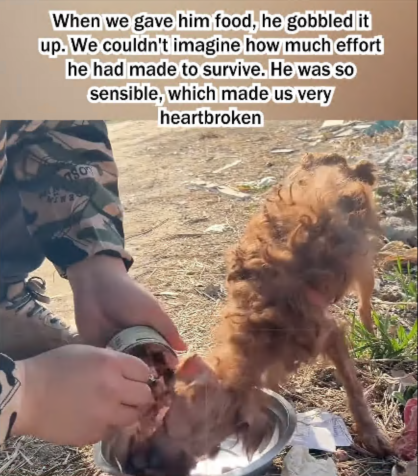 C1807005 Rescue abandoned Teddy puppy part2