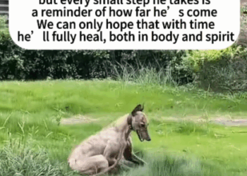 C0108009 How could someone do this to a living creature part2