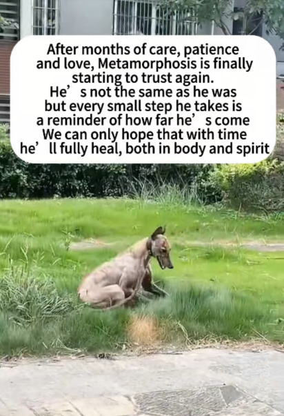 C0108009 How could someone do this to a living creature part2