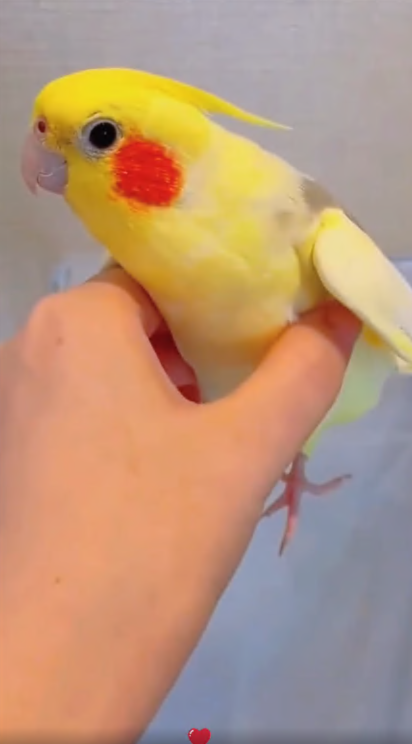 C0108012 It had no chance of surviving… until this miracle happened part 2