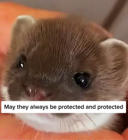 C0108013 Paralyzed and forgotten — the most heartbreaking rescue you’ll ever see part2