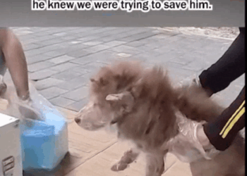 C1807007 Rescue an injured puppy part2