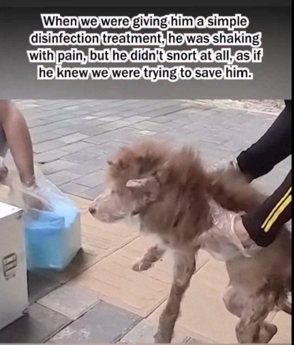 C1807007 Rescue an injured puppy part2