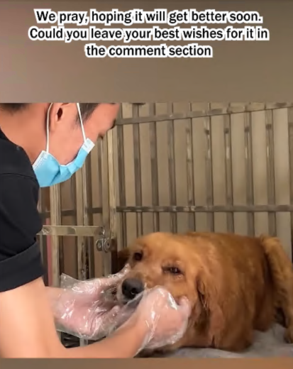 C1907001 Rescue puppy with disabled legs that is walking part2