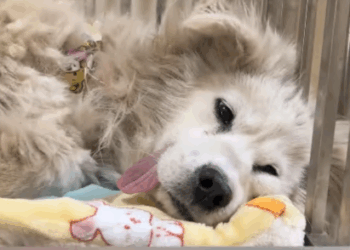 C1907002 Rescue Samoyed dog that was ill and abandoned in the pigsty part2