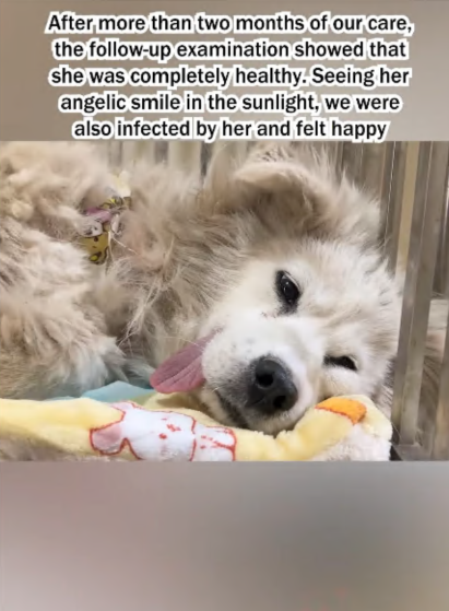 C1907002 Rescue Samoyed dog that was ill and abandoned in the pigsty part2