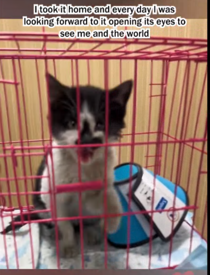 C1907004 The kittens eyes were gone part 2