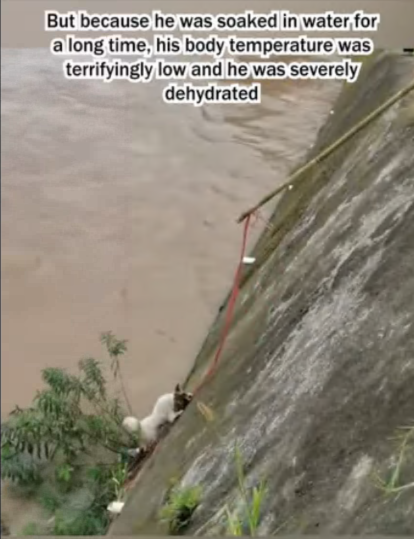 C1707003 Help me The puppy that fell into the river shouted loudly puppy part2