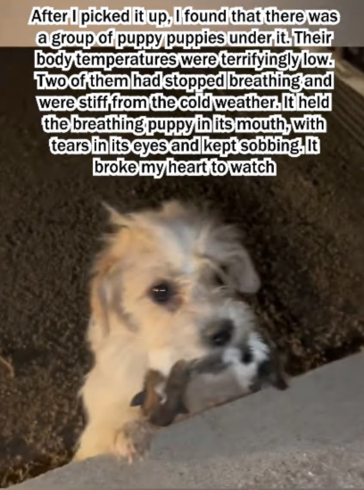 C1907005 The mother dog choked up and asked the man for help to part2