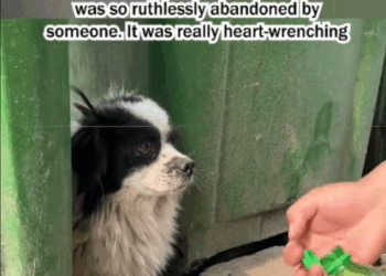 C1907006 The poor puppy with disabled legs was abandoned in the trash part2