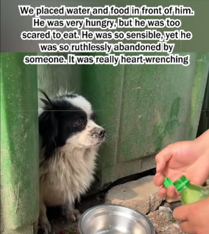 C1907006 The poor puppy with disabled legs was abandoned in the trash part2