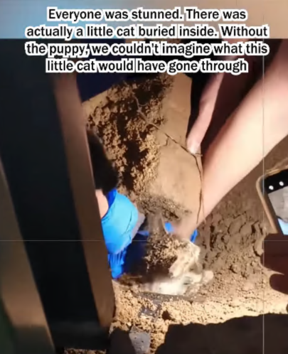 C1907007 The puppy saved the kitten in the crevice of the stone part 2