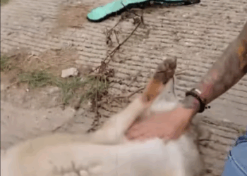 C1907008 This is heart breaking piece of news part 2