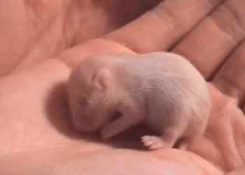 C2107001 On rainy day saw baby animal on the road and then rescue animal part 2