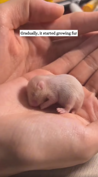 C2107001 On rainy day saw baby animal on the road and then rescue animal part 2