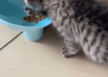 C2107002 On a stormy afternoon I found a cat by the roadside and then rescue part 2