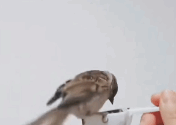 C2107003 found sparrow lying on the roadside barely alive and then rescue part 2