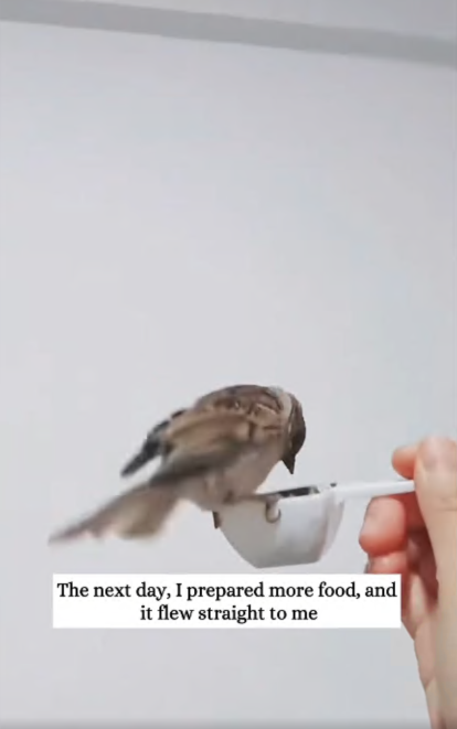 C2107003 found sparrow lying on the roadside barely alive and then rescue part 2