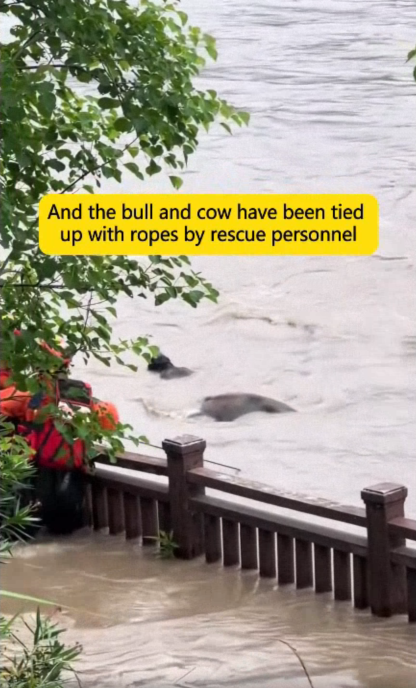 C2107004 Humanity saved the lives of the calf family and they looked grateful part 2