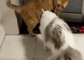 C2107005 Poor cat covered in bugs kind hearted person took her to the hospital part2